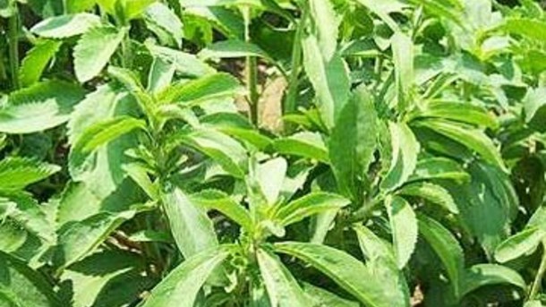 France approves high Reb A stevia sweeteners
