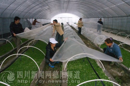 绵竹市:绵远镇积极发展特色种植业